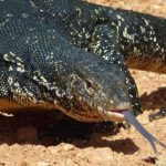 Foto: Biawak. (Dok. Pixabay)