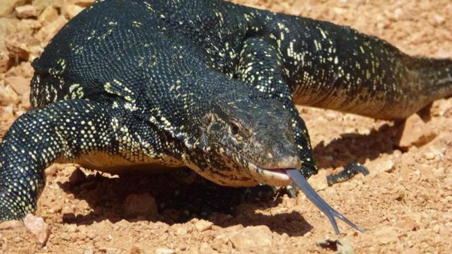 Foto: Biawak. (Dok. Pixabay)